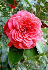 Pin On Flowers