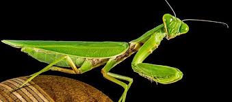 There are some pros and cons to using a praying mantis as pest control in your home or garden. Praying Mantis Details Pointe Pest Control