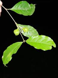 Image result for Rinorea