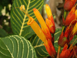 Image result for Sanchezia speciosa