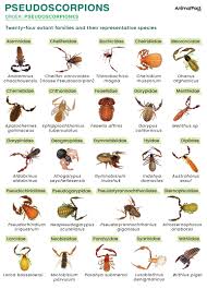 Image result for Pseudocyclosorus