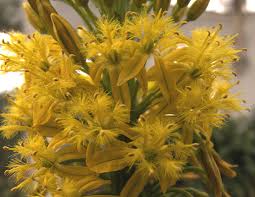 Water requirements water after planting in ground, and water every two days for 2 weeks. The Bulbine Page