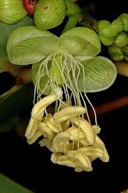 Image result for Colophospermum