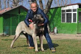 Otomobil Fiyatina Kangal Kopegi