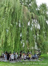 The from the hip photo blog. Party Under The Willow Tree In Judy Seaborn S Garden Denver Garden Bloggers Fling Digging