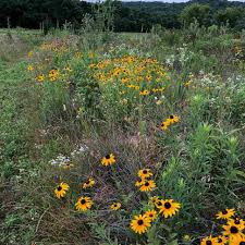 Image result for Rudbeckia hirta