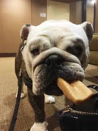 Shrinkabulls Reviews And Complaints English Bulldog Breeders Bulldog English Bulldog