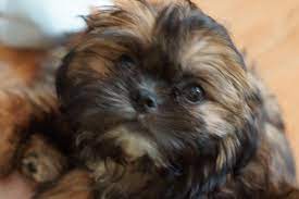 Uploaded at march 13, 2020. Images For Brown And Black Shih Tzu Adults Shih Tzu Puppy Black Shih Tzu Shih Tzu