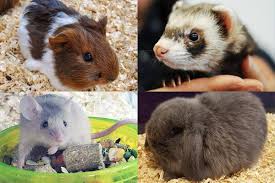 03.10.2016 · hedgehogs have just recently been introduced as great pets. Small Animal Department At Friendly Pets Friendly Center Greensboro Nc