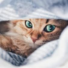 Adorable Chat Roux Au Regard Mysterieux Dans La Couverture Du Salon Cats Crazy Cats Cat Breeds