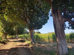 Image result for Elaeodendron orientale