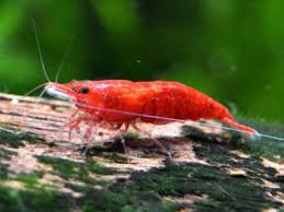 20 Freshwater Shrimp Species Complete List With Pictures