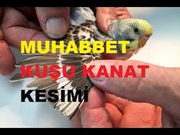 Muhabbet Kuslarinda Kanat Gaga Ve Tirnak Kesimi Nedir Ne Icin Yapilir Detayli Anlatim Youtube
