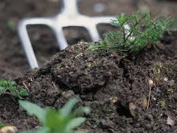 We did not find results for: How To Remove Rocks From Soil The Easy Way Toptillers Com