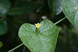 Image result for Kedrostis foetidissima