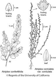 Image result for Atriplex suberecta