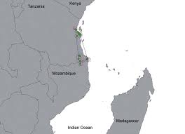 Image result for Scorodophloeus fischeri