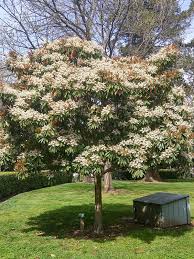 The large, decorative leaves of loquat trees add beauty and shade to the garden. Bronze Leaf Loquat Tree Eriobotrya Deflexa Urban Perennials