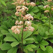 Image result for Launaea rogersii