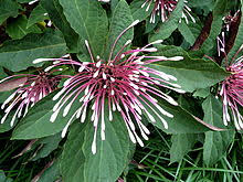 Image result for Clerodendrum abilioi