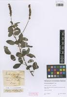 Image result for Eriosema parviflorum