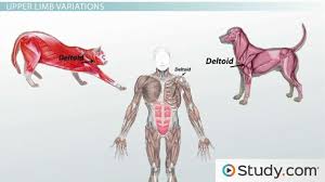 At the distal end of the metacarpal and metatarsal bones on the on the posterior side are two bones called sesamoids. Homologous Structures Comparison Of Body Structures Across Species Video Lesson Transcript Study Com