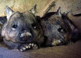 Image result for Southern hairy-nosed wombat