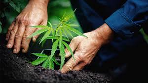 You'll usually find fungus gnats floating around your indoor plants. Pros And Cons Of Hydroponics Vs Soil For Cannabis