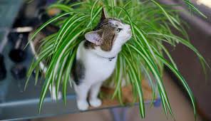 hund katze diese pflanzen sind giftig news at