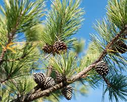 Image result for Pinus