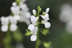 Image result for Plectranthus swynnertonii