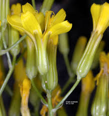Image result for Crepis newii