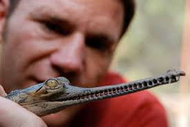FOTD The gharial has as many as 110 teeth, more than any other species of  crocodilian; they function as a fish trap. They are critically endangered  with only 300-900 left in the