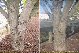 Peach, nectarine, apricot, and plum trees are also affected by the peach twig borer, whose brown larvae tunnel into the shoots of budding trees before feasting on fruit later in the season. Fruit Tree Borer Elmsavers