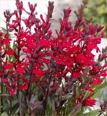 Image result for foto Lobelka