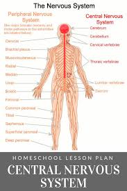 The nervous system, along with the endocrine system 1. The Central Nervous System Science Lesson Plan Tiaras Tantrums