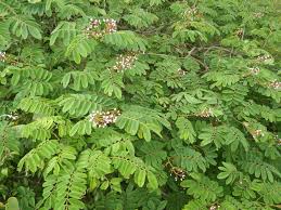 Image result for Dalbergia