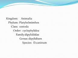 It has many common names including the flea tapeworm, cucumber tapeworm, and. Dipylidium Caninum Dipylidiasis Ppt Download