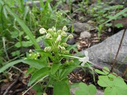 Image result for Clerodendrum ternatum