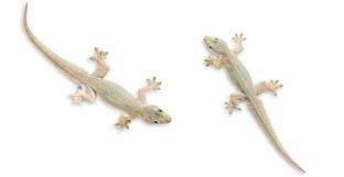Cicak Merupakan Reptil Yang Umum Merayap Di Dinding Atau Pohon Cecak Berwarna Abu Abu Namun Ada Juga Yang Mempunyai Warna Coklat Kehita Reptil Tokek Binatang