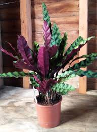 Check spelling or type a new query. Calathea Lancifolia Exotic House Plants Online The Little Flower Shop
