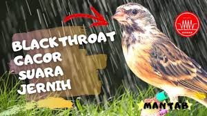 Perbedaan Blackthroat Jantan Dan Betina Om Kicau Perbedaan Blackthroat Jantan Dan Betina Om Kicau Kenari Dada Kuning Perpaduan Suara Blackthroat Dan Mozambik Om Kicau Bila Dilihat Sekilas Kedua Jenis Lovebird Baik