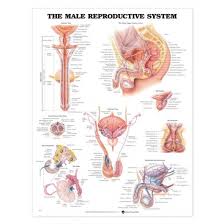 Male Reproductive System Chart Laminated