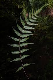 Image result for Pentadesma reyndersii