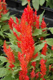 Image result for Celosia elegantissima