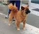 German Shepherd Chow Mix - A Large, Loyal Cross Breed