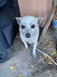 The $30,000 grant was shared among participating alliance members, including santa fe animal shelter & humane society, espanola valley humane society, las vegas animal control, felines and friends, four corners animal league, heart & soul animal sanctuary and people for animal welfare society(paws). Rehoming Your Dog In Las Vegas Nm Rehome By Adopt A Pet Com