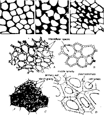 We did not find results for: Tissue Tissue System Of Plant Anatomy Biology Boom