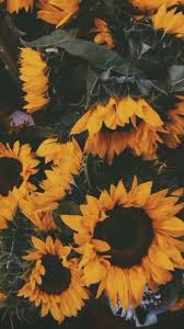 Are you looking for dreamy iphone wallpapers with clouds that will whisk you away from the stress of everyday life? A Good Wallpaper Sunflower Wallpaper Sunflower Iphone Wallpaper Flower Phone Wallpaper