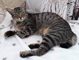 Bitte melden sie sich bei findefix, wenn sie dieses haustier (katze europäisch kurzhaar, p1005140696) gefunden haben. Tasso Suche In 35745 Herborn Petro